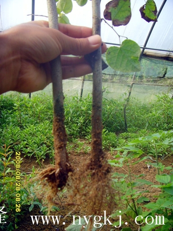 江西荣威植物克隆，粗枝直接育成大苗
